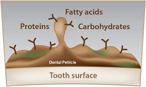 dental pellicle