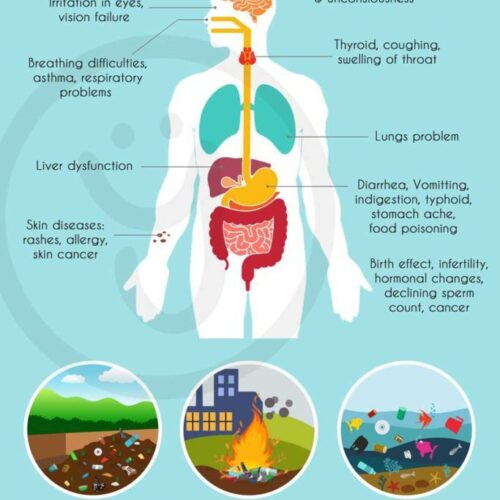 Plastic Bioaccumulation