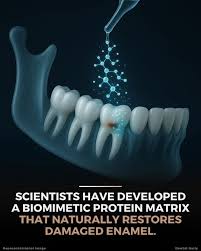 biological tooth repair